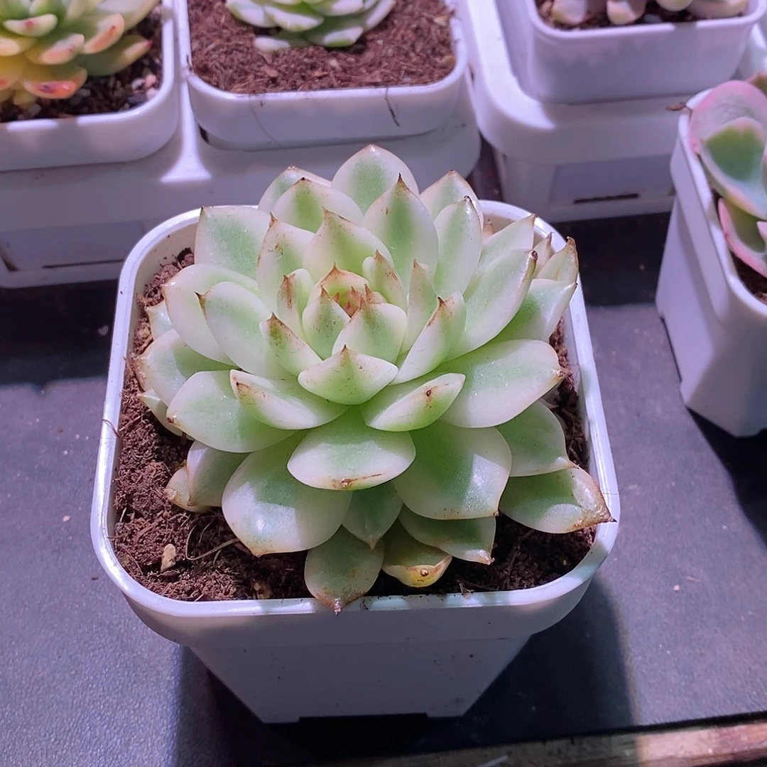 绿水晶锦多肉植物