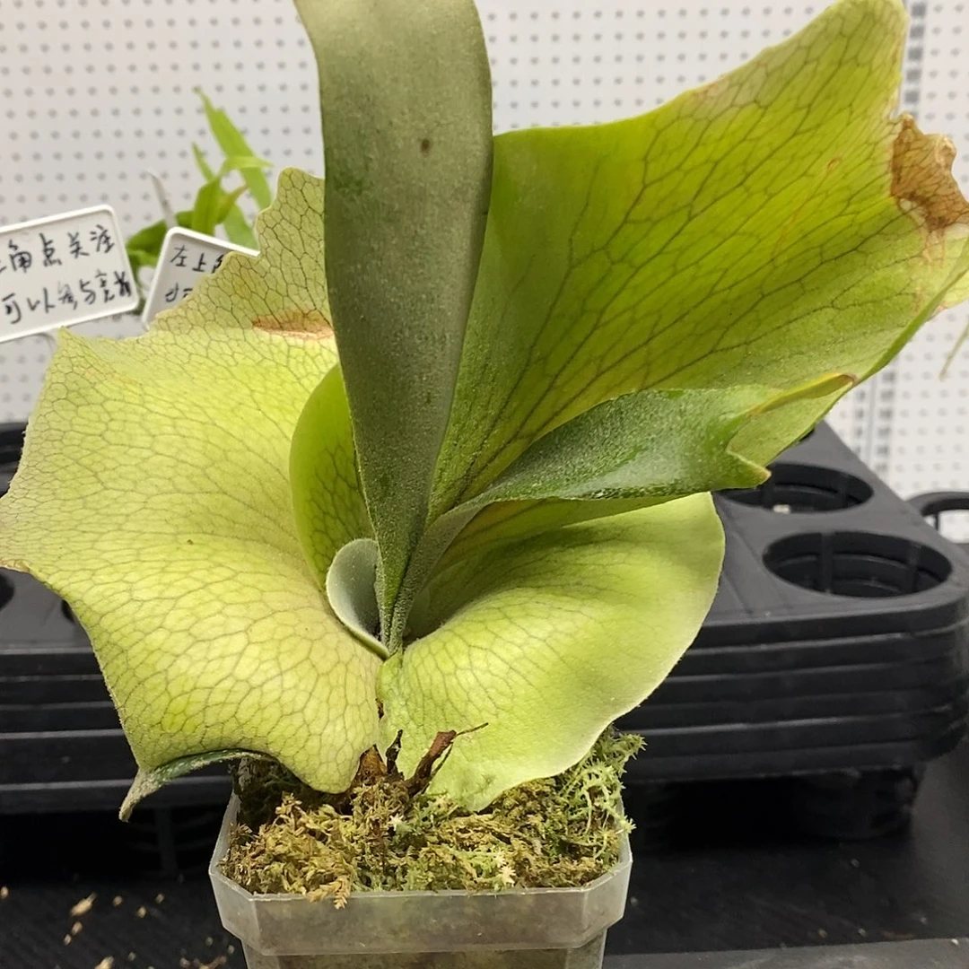 无花朵掉签鹿角蕨