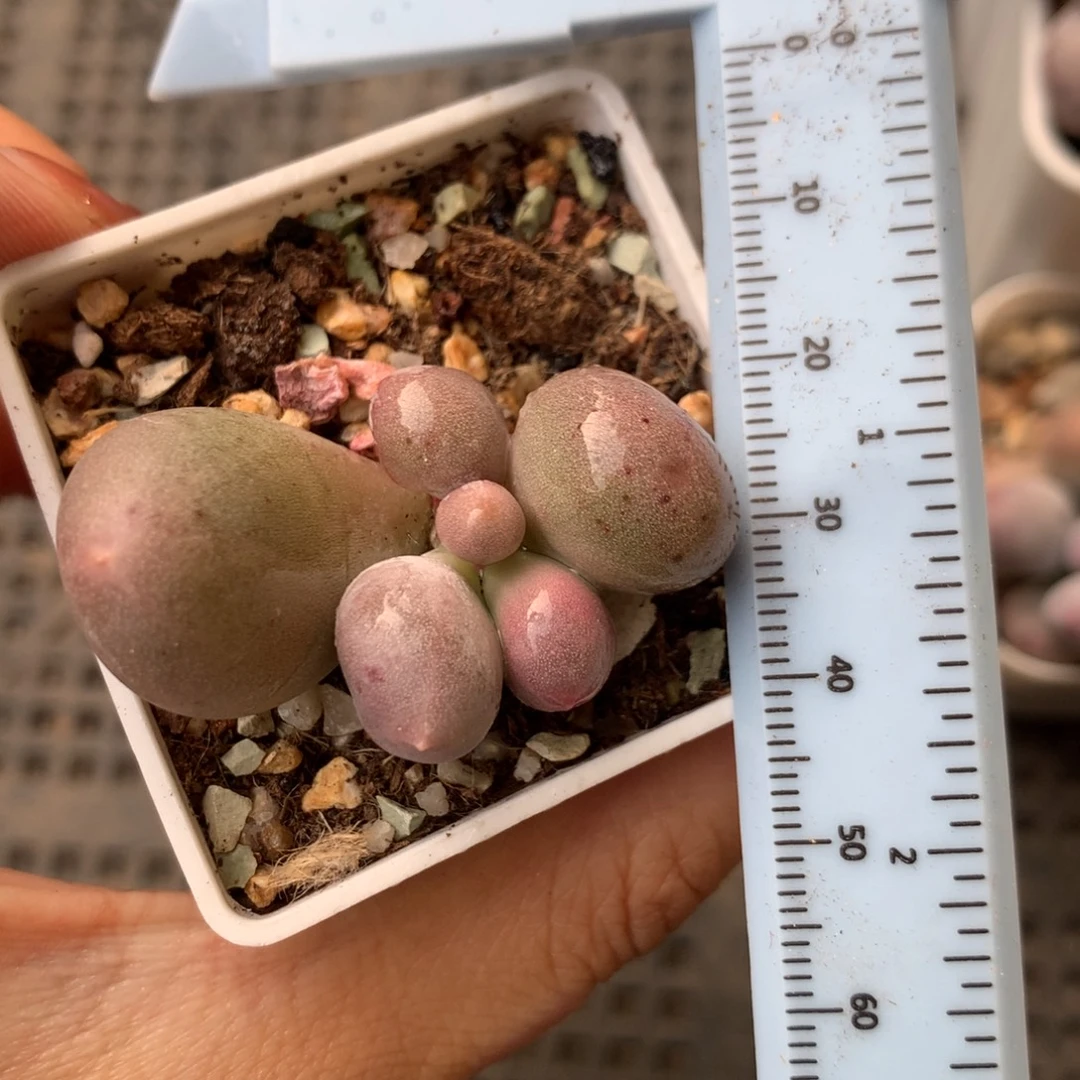 锦纹 精品韩国奶酪多肉