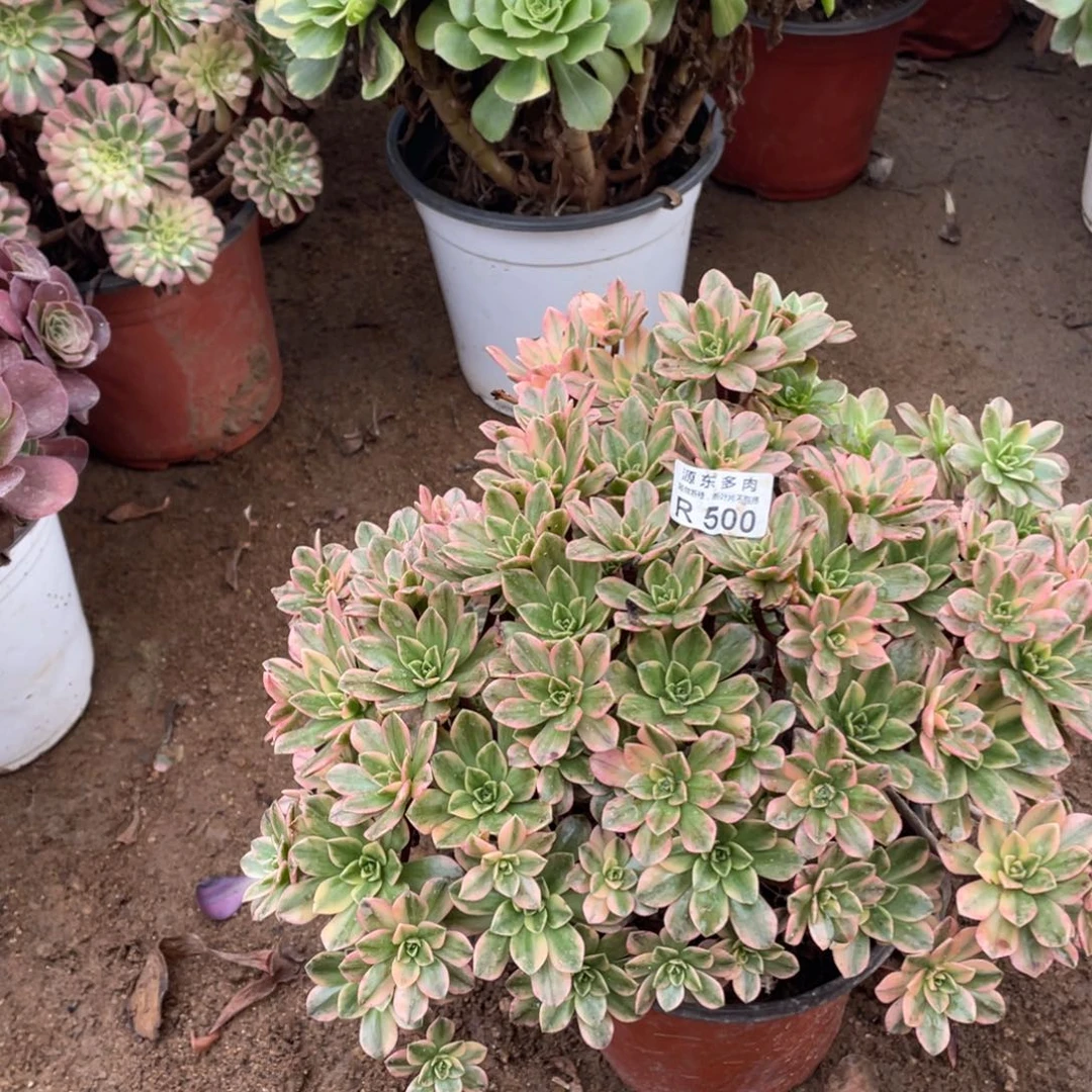 500甜茶多肉法师断指不包