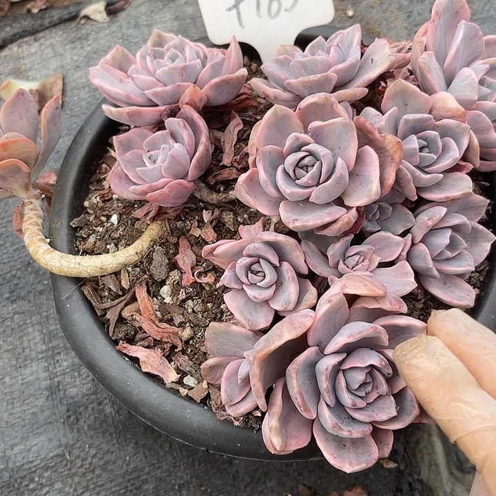 两单包邮，一物一拍185彩虹糖锦