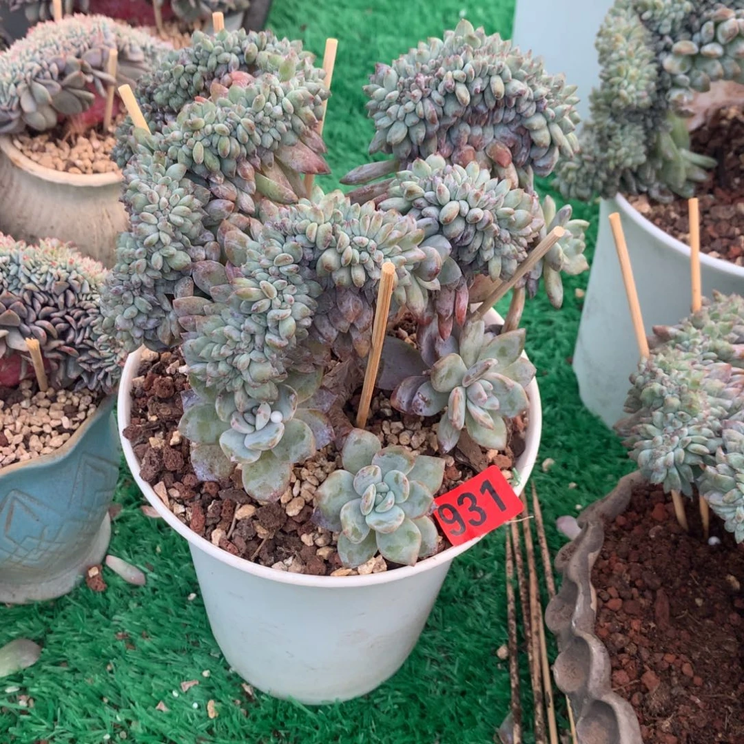 931橙子111111111111111