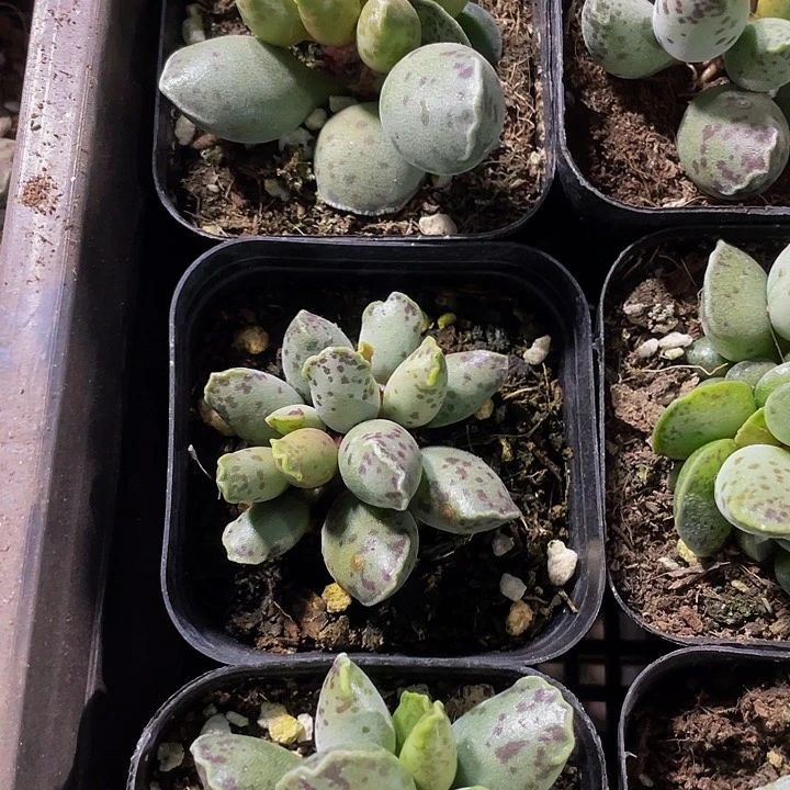 海豹3.8带盆土发