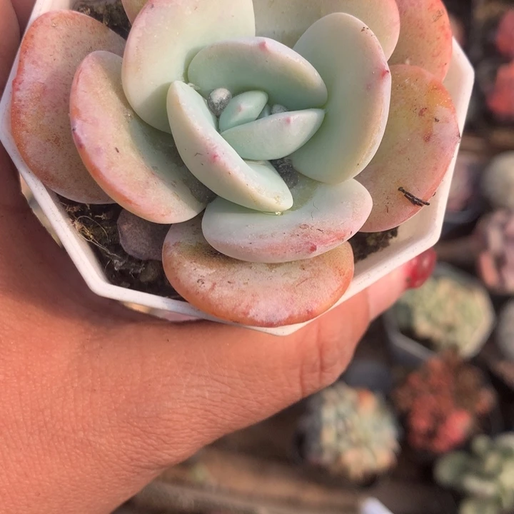 一代奶茶 （不满9.99发空盆需要拍保温不拍扣1颗多肉）