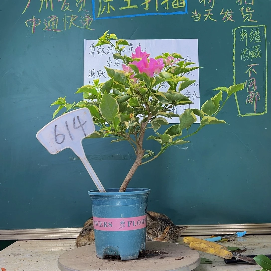当前无花栽培后可以开花  蜡染粉 粗杆 614