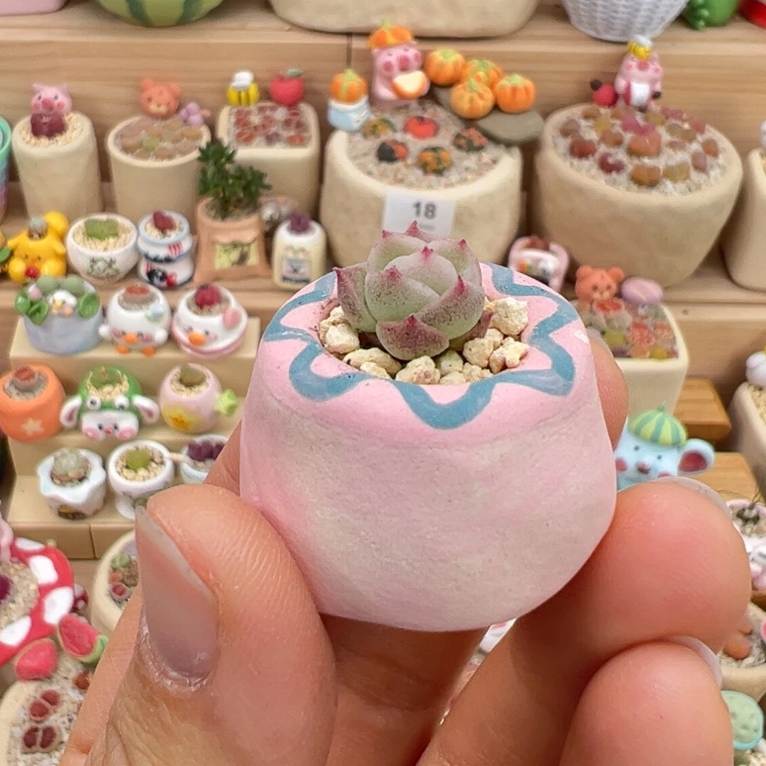 多肉植物28号小花花