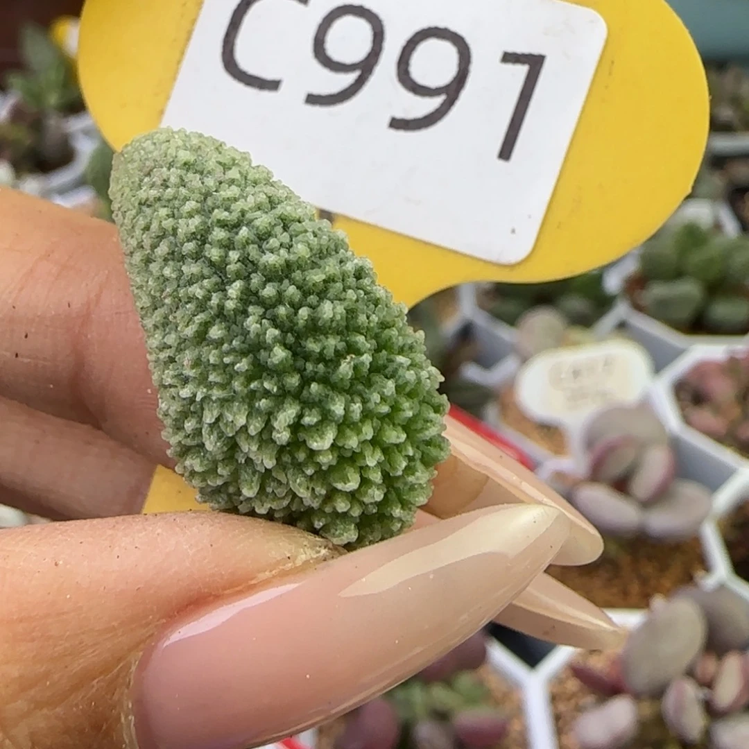 果***子福利多肉。  991。