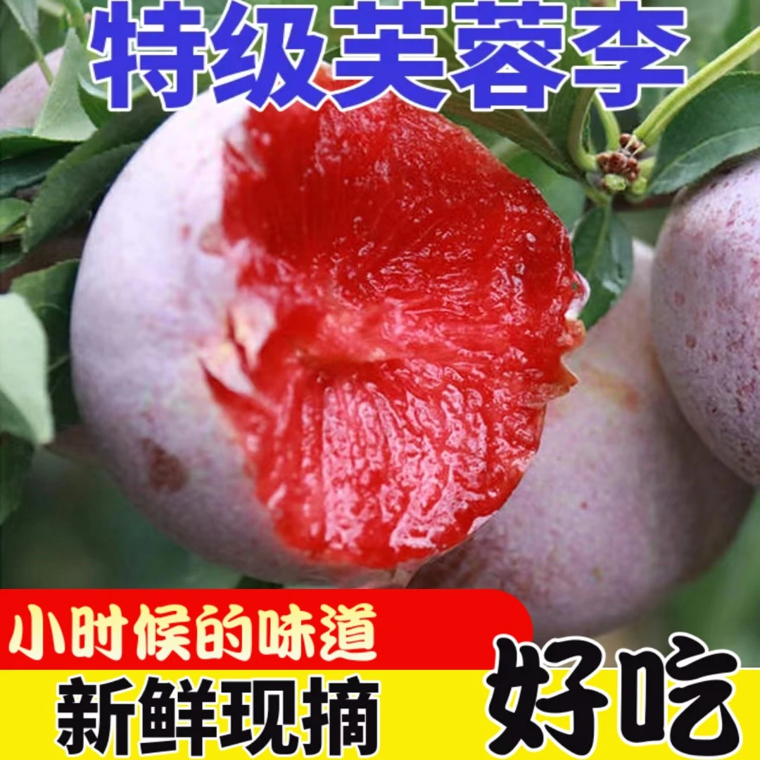 【特惠5斤装】芙蓉李红心李新鲜现摘福建三华李半边红孕妇水果
