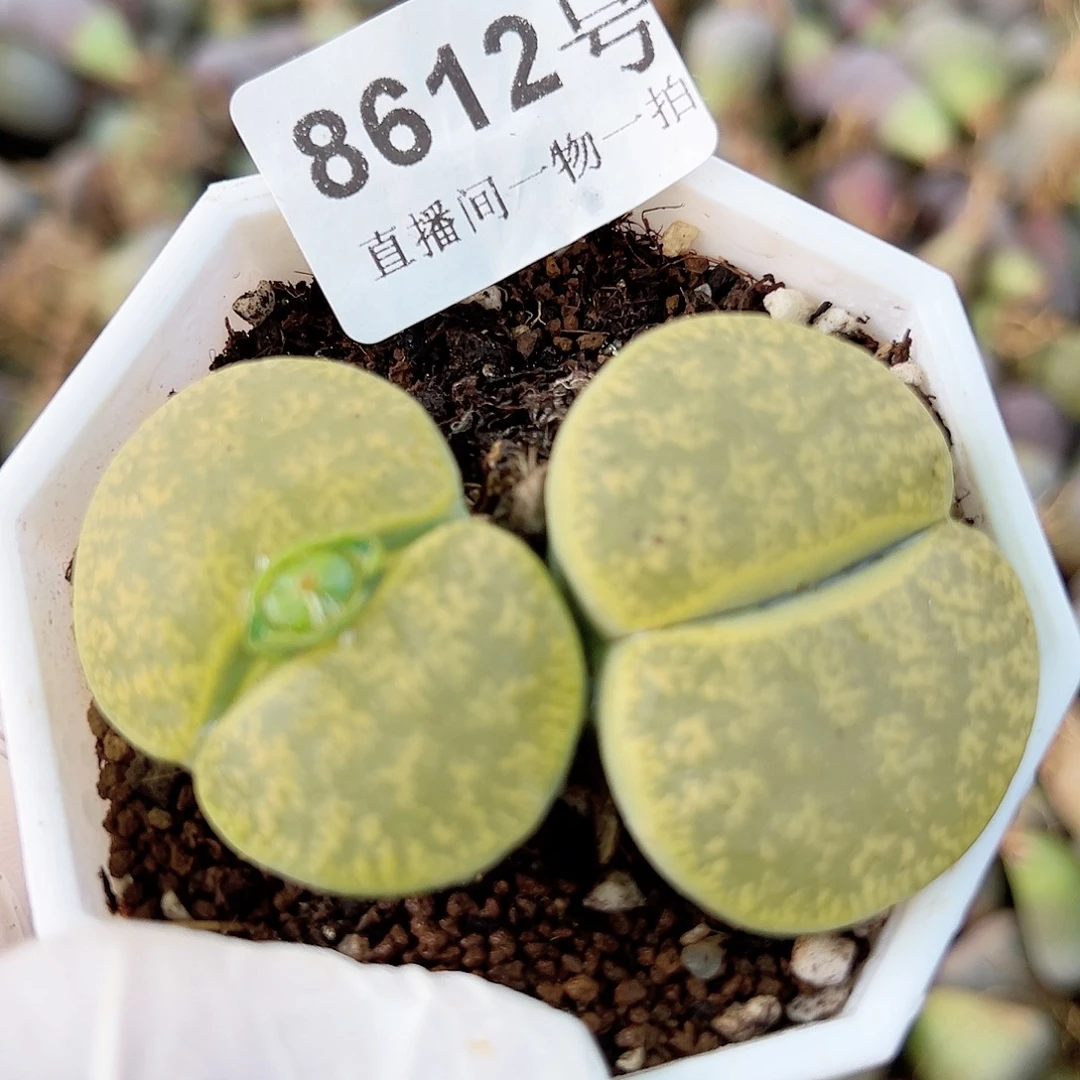 8612 好养易活生石花大母本