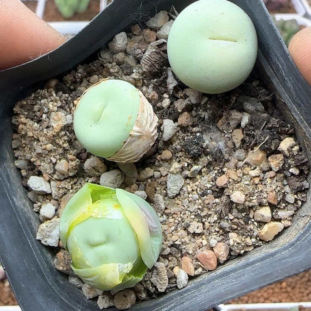 P嘴三个。     37182