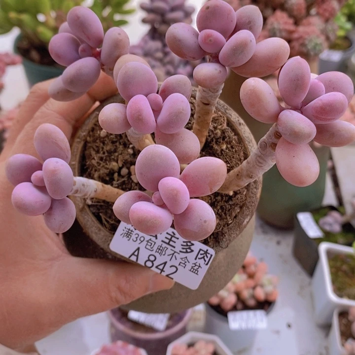 糖果桃蛋老桩10cm842多肉植物