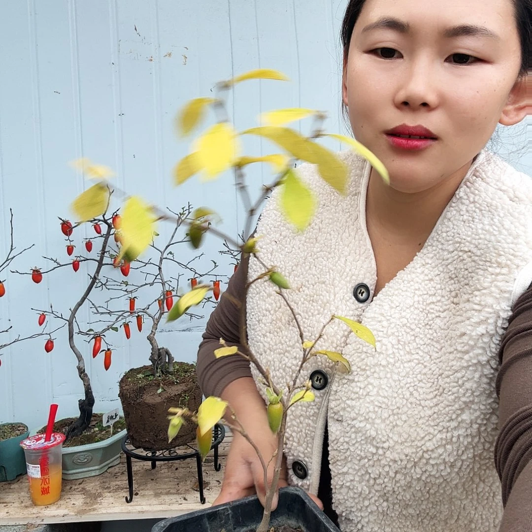 邵***琪完全开放老鸭柿子