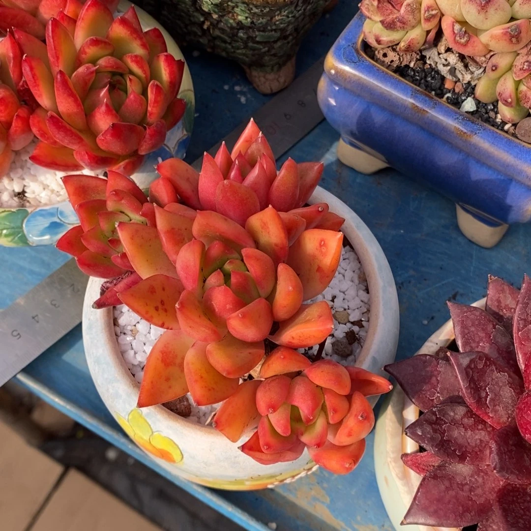 黑***妮黑妮摩根多肉植物寄养