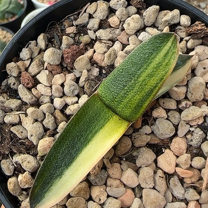 雅乐殿锦叶插卧牛锦