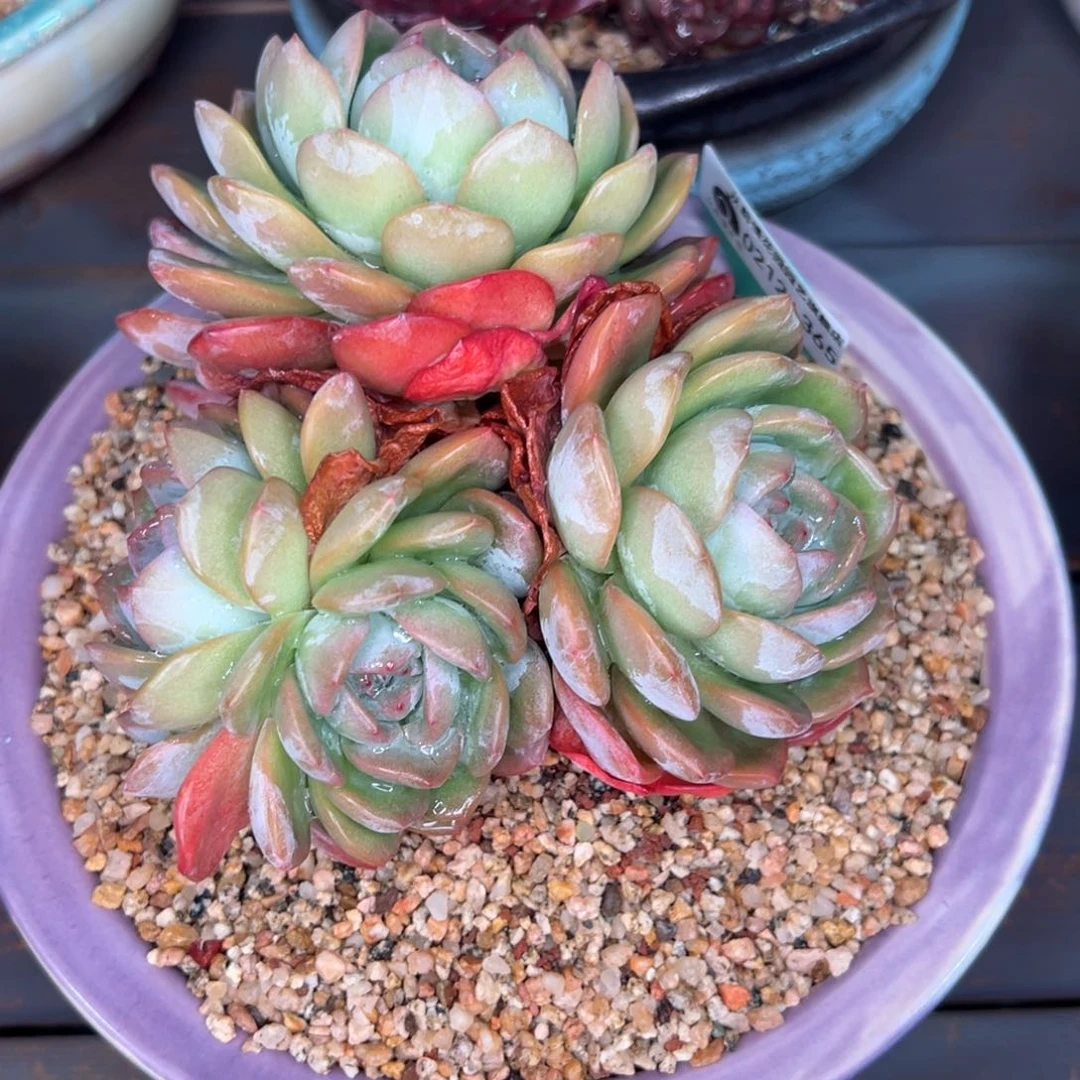 飞**天从前慢多肉精选编号0212.365带盆