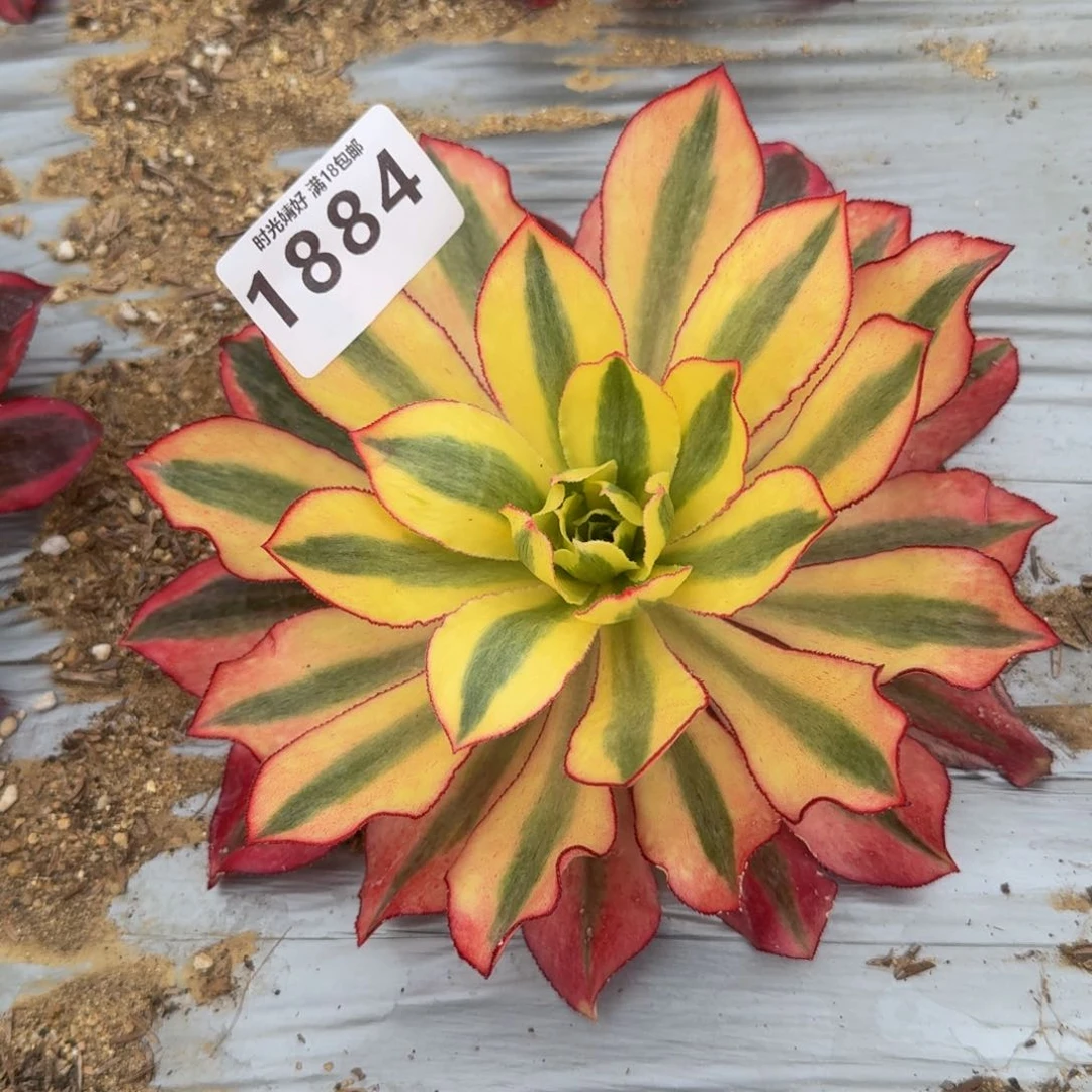 1884魅影高锦。多肉植物