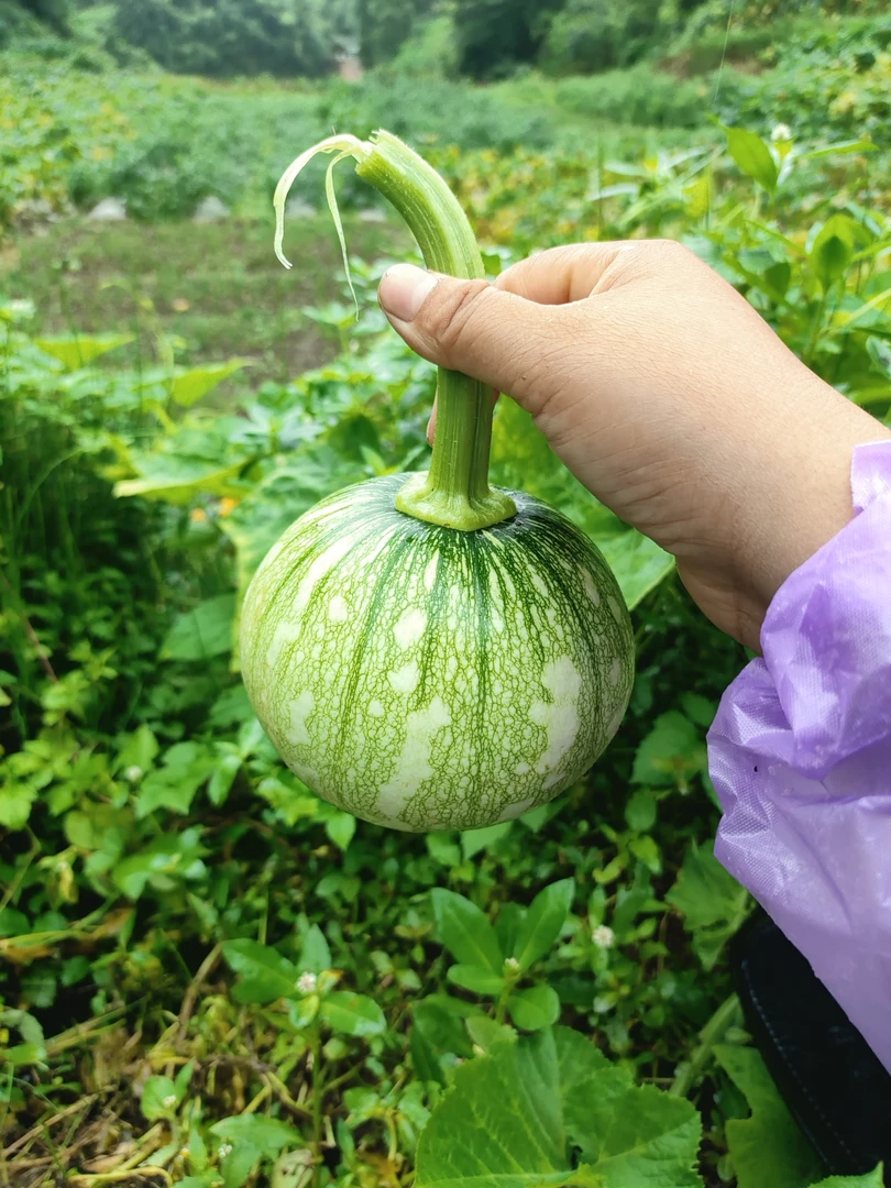 贵州农家本地小南瓜