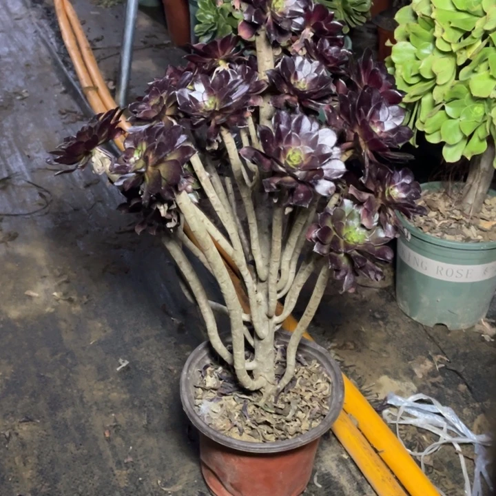 桃***子576黑法师多肉多肉植物