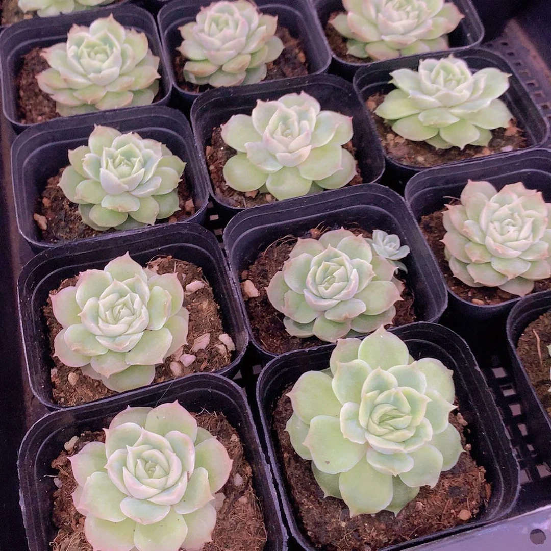 单头水晶虾饺356788999999