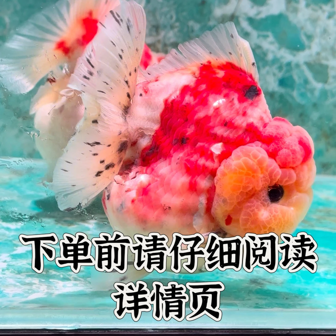 F1泰狮将军金鱼观赏鱼（一鱼一拍，图片仅供参考）