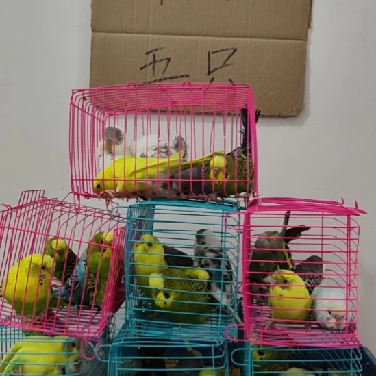 虎皮鹦鹉虎皮鹦鹉鹦鹉5只