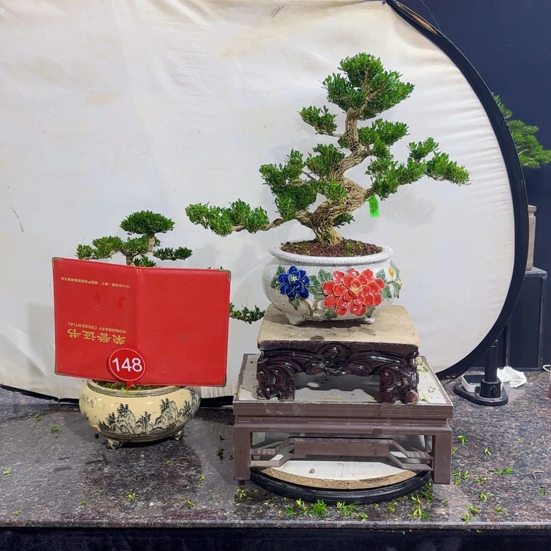当前无花朵，栽培后可花朵s**e高端黄杨盆景