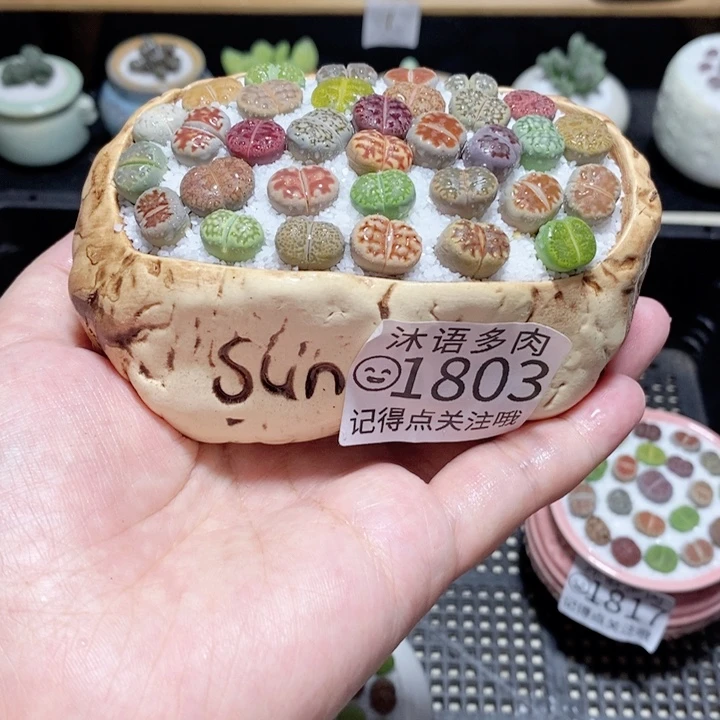 精美盆栽 一物一拍 1803