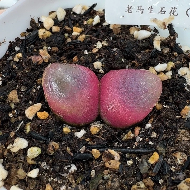 老马生石花双头灯泡967