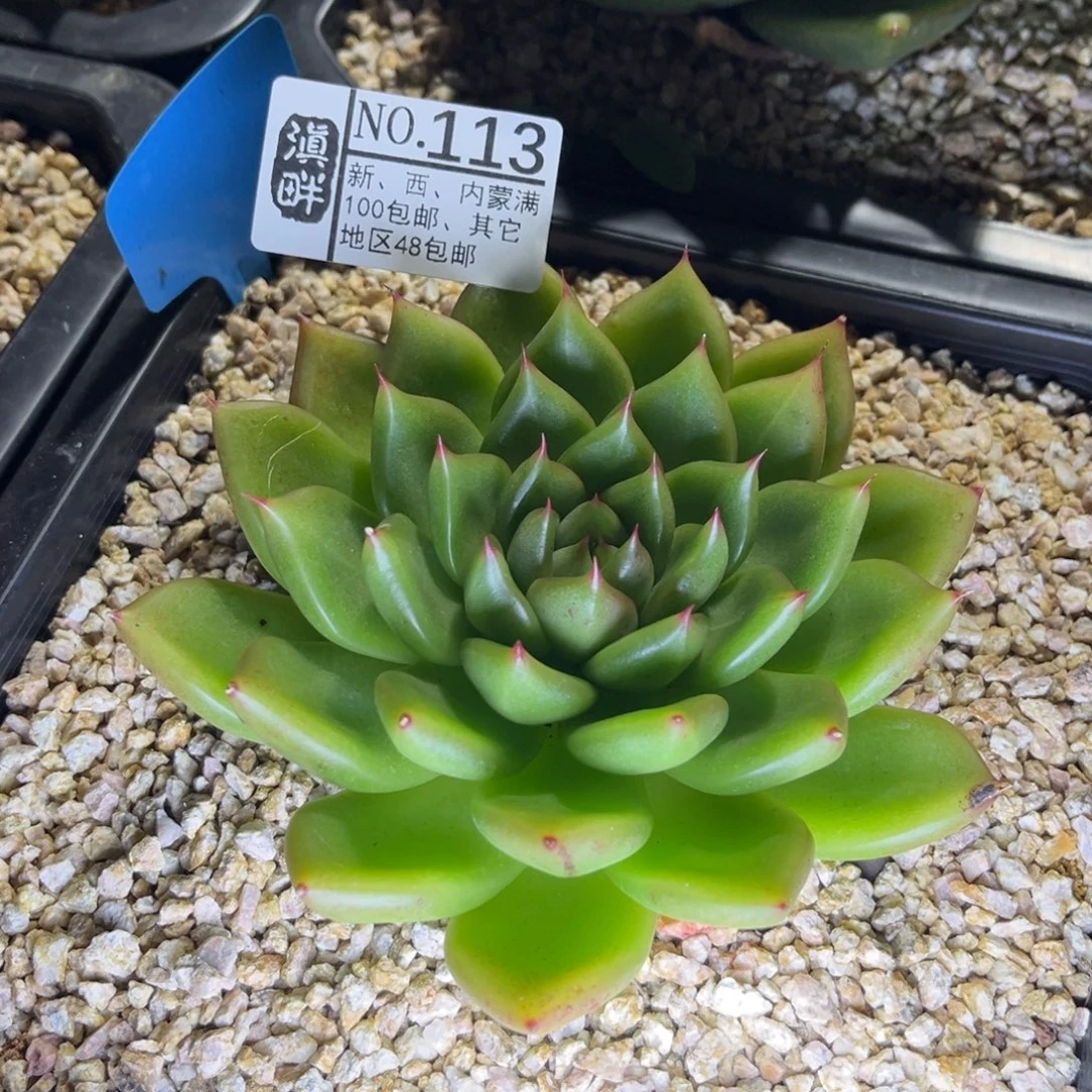 113………………………………冬云