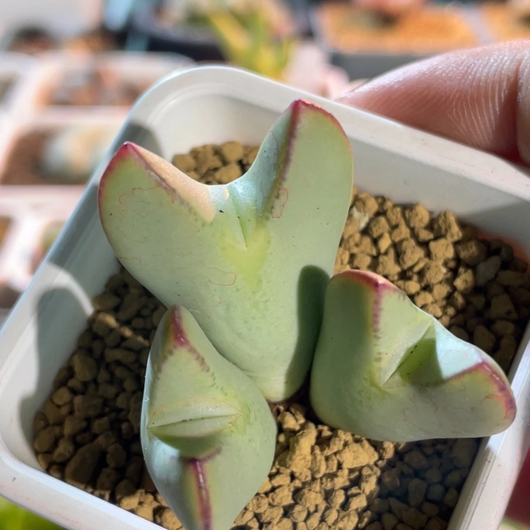 梅萨少将植物一物一拍