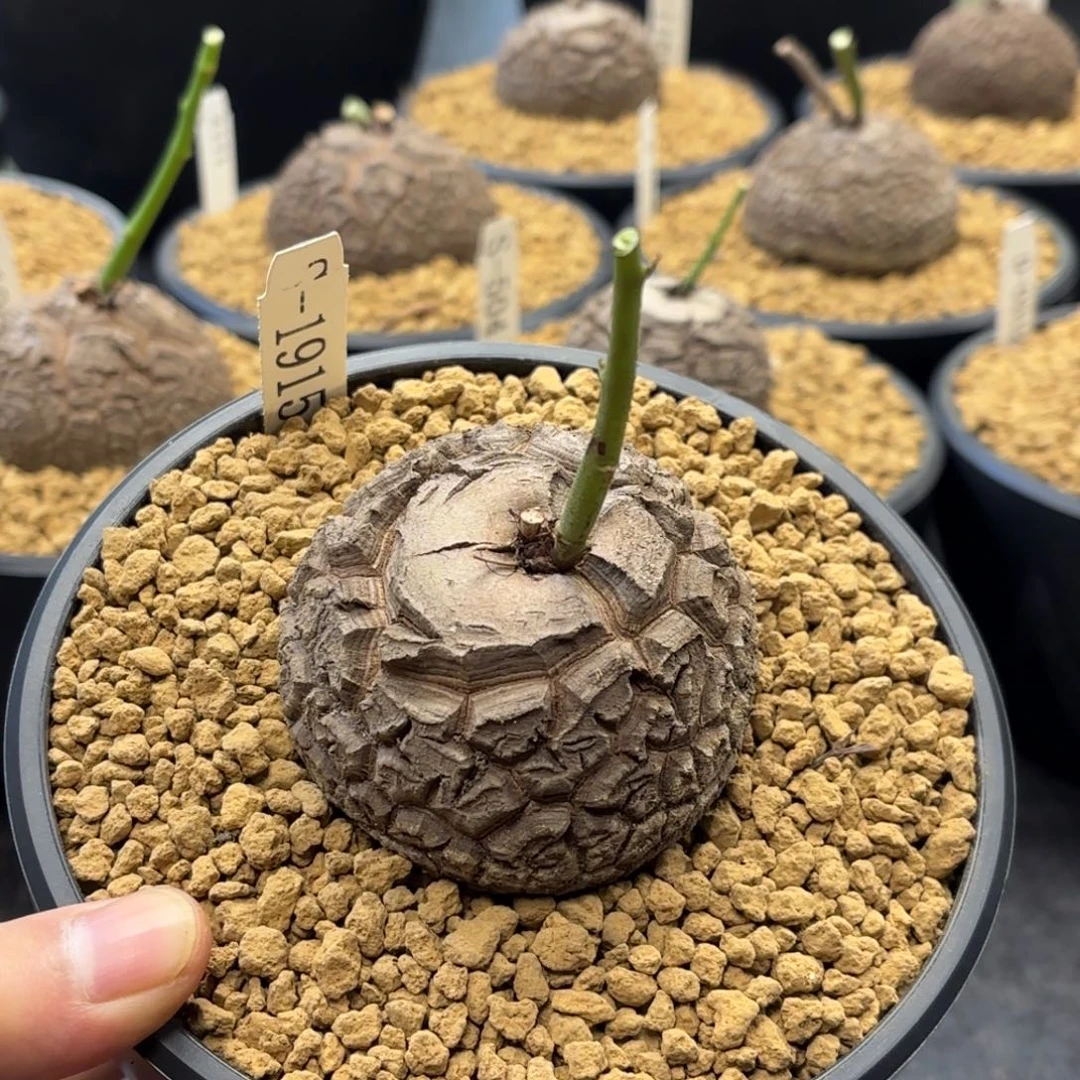 1915 南非龟甲龙养定带盆