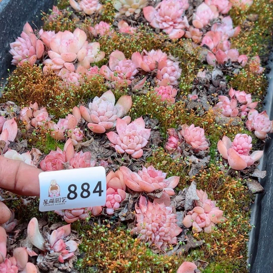 多肉植物多肉植物