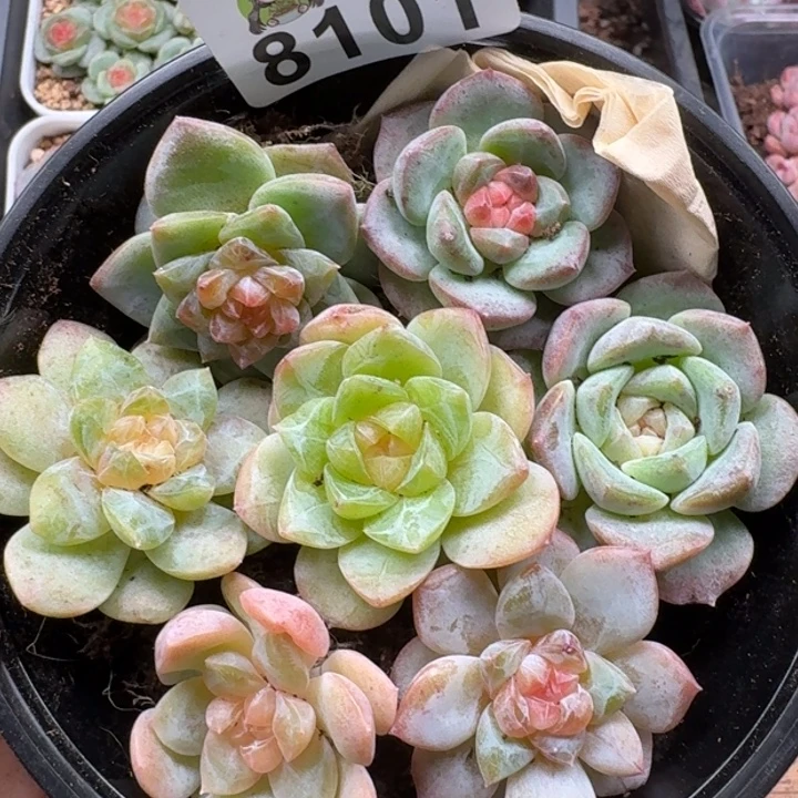 多肉植物多肉植物
