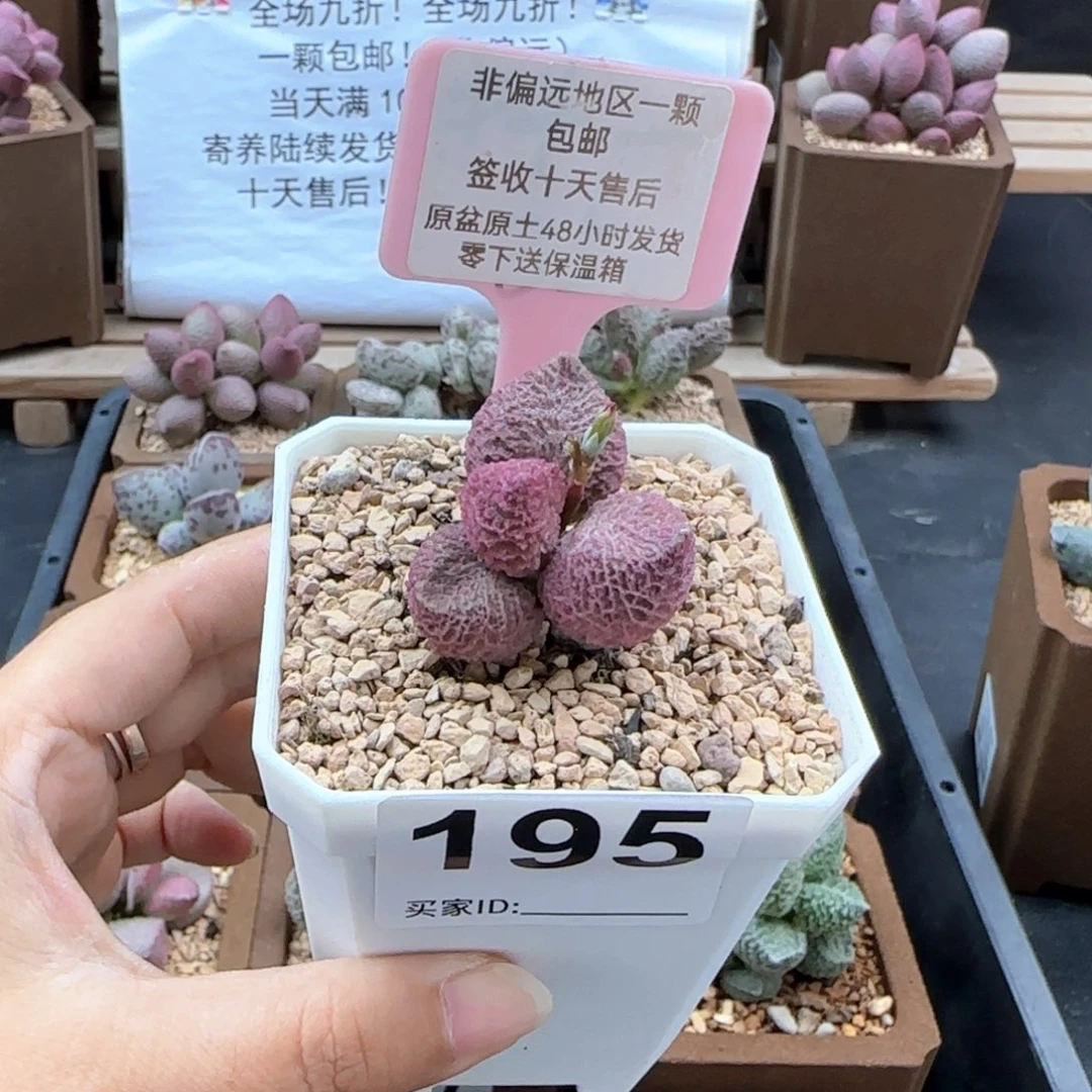 195巨猪宝多肉植物