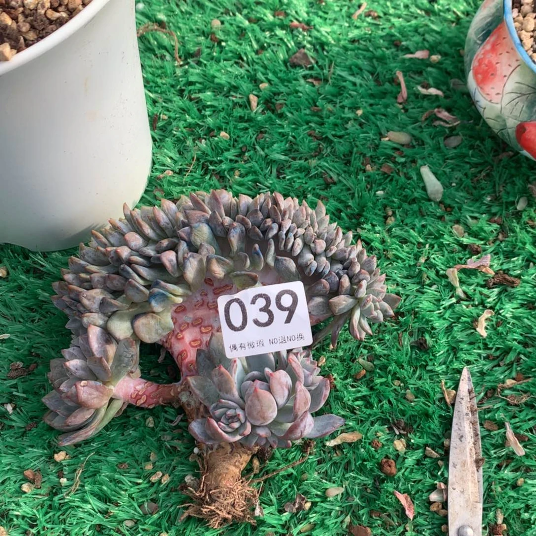 祎***筱039橙子1111111111111