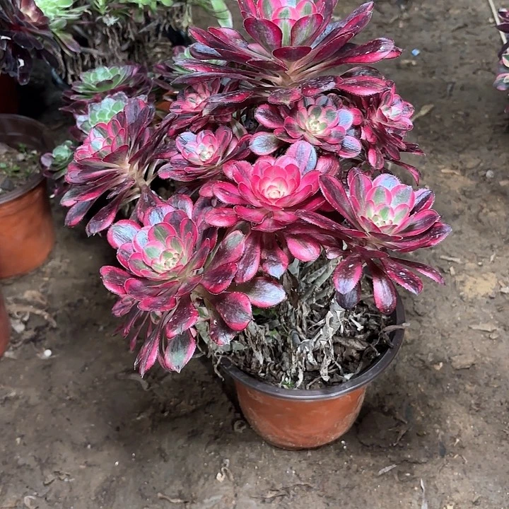 ＼****／多肉植物香乃尔35