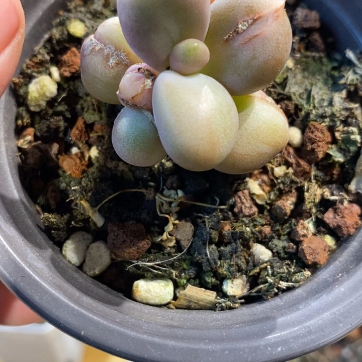 861糖果美人石化锦，下播小福利啊啊