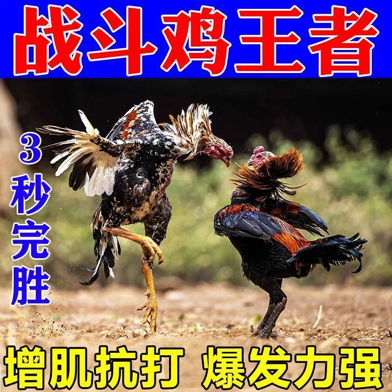 斗鸡比赛训练粮【成鸡王】中小斗鸡饲料斗鸡快速增肌肉换毛补钙