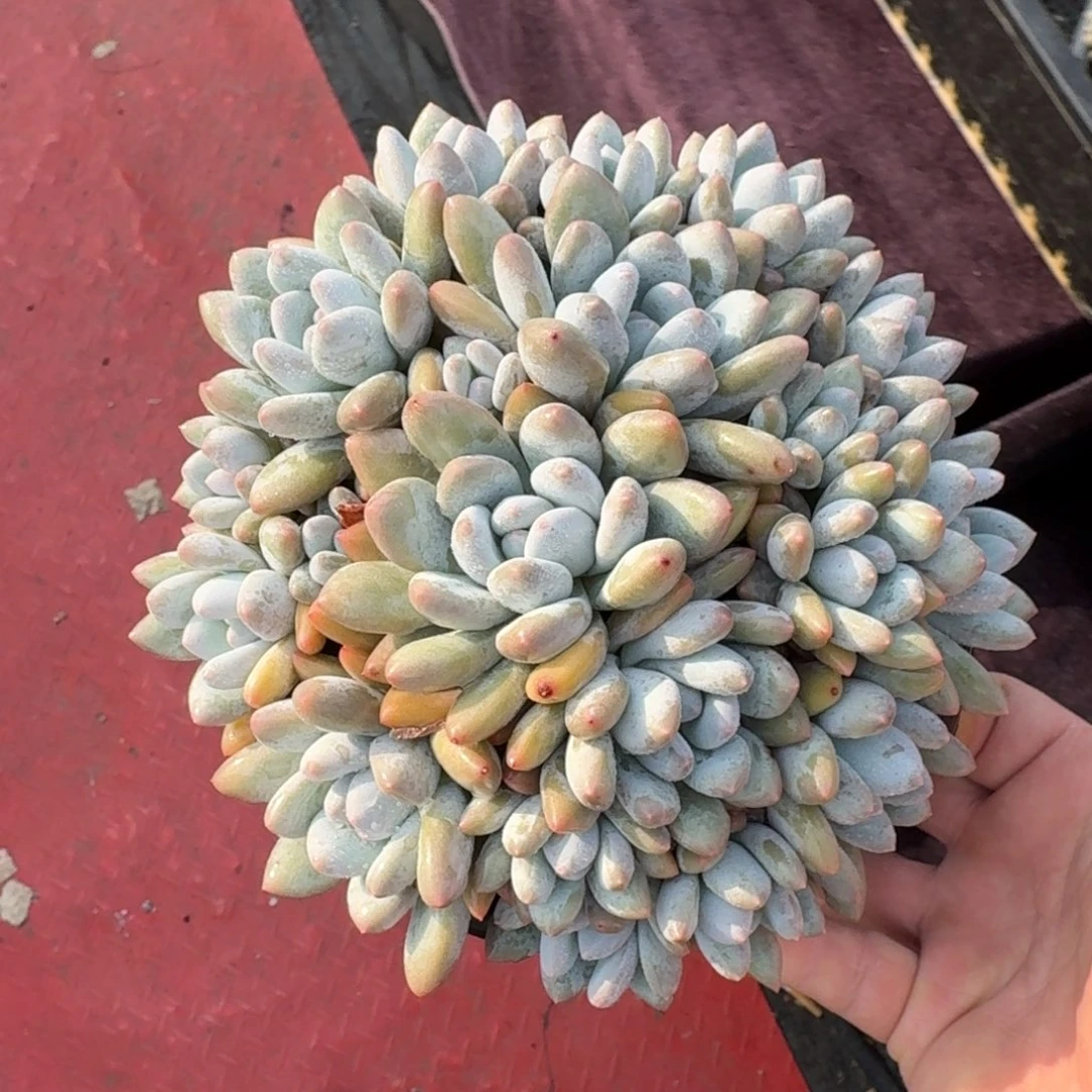 18厘米的尺寸一物一拍的