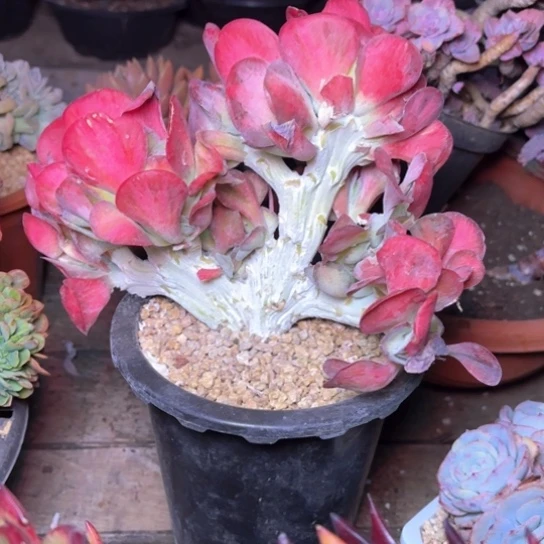 如****幸多肉植物的植物