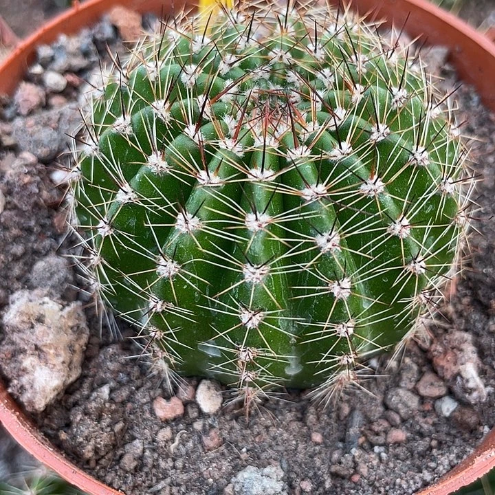 31号实生彩草带盆