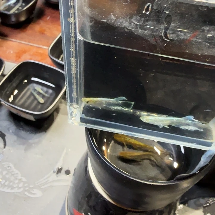 青鳉鱼66号拍品宽鳍祖母绿