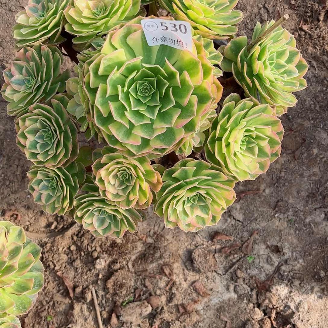 无花朵多肉植物530