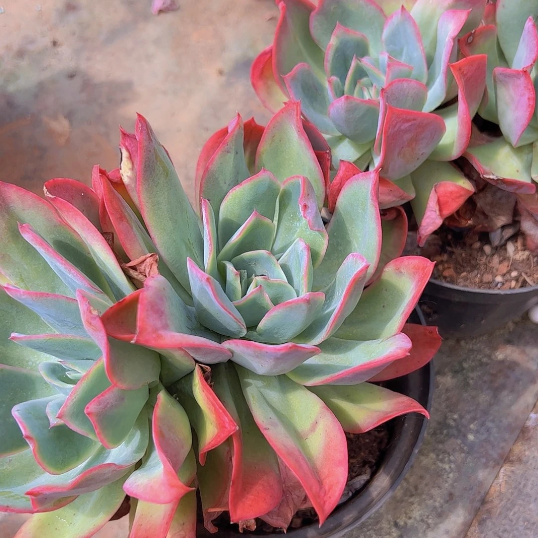 绮罗仙子大盆红色 双头起发