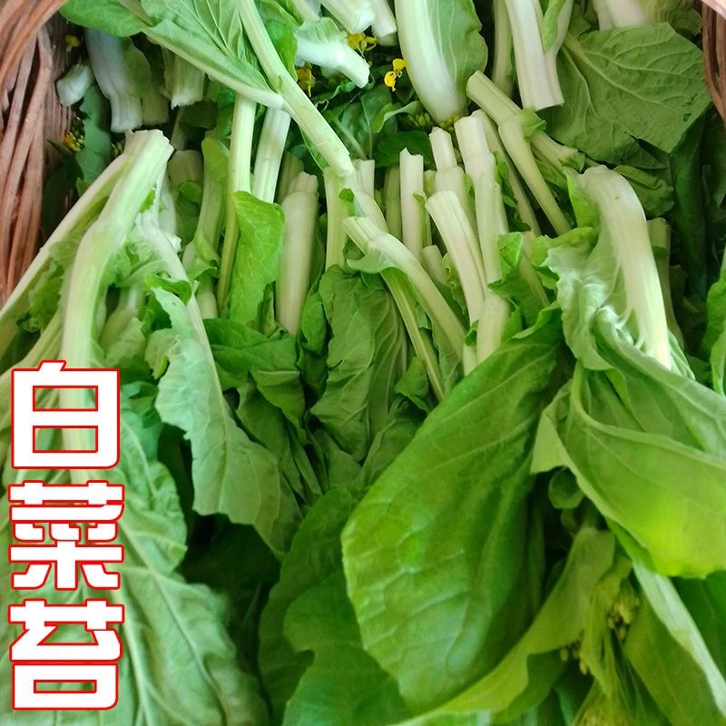 湖北露天种植白菜苔新鲜白菜苔现摘白菜苔