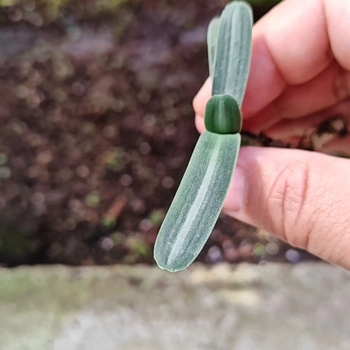 当前无花栽培后可以开花四*