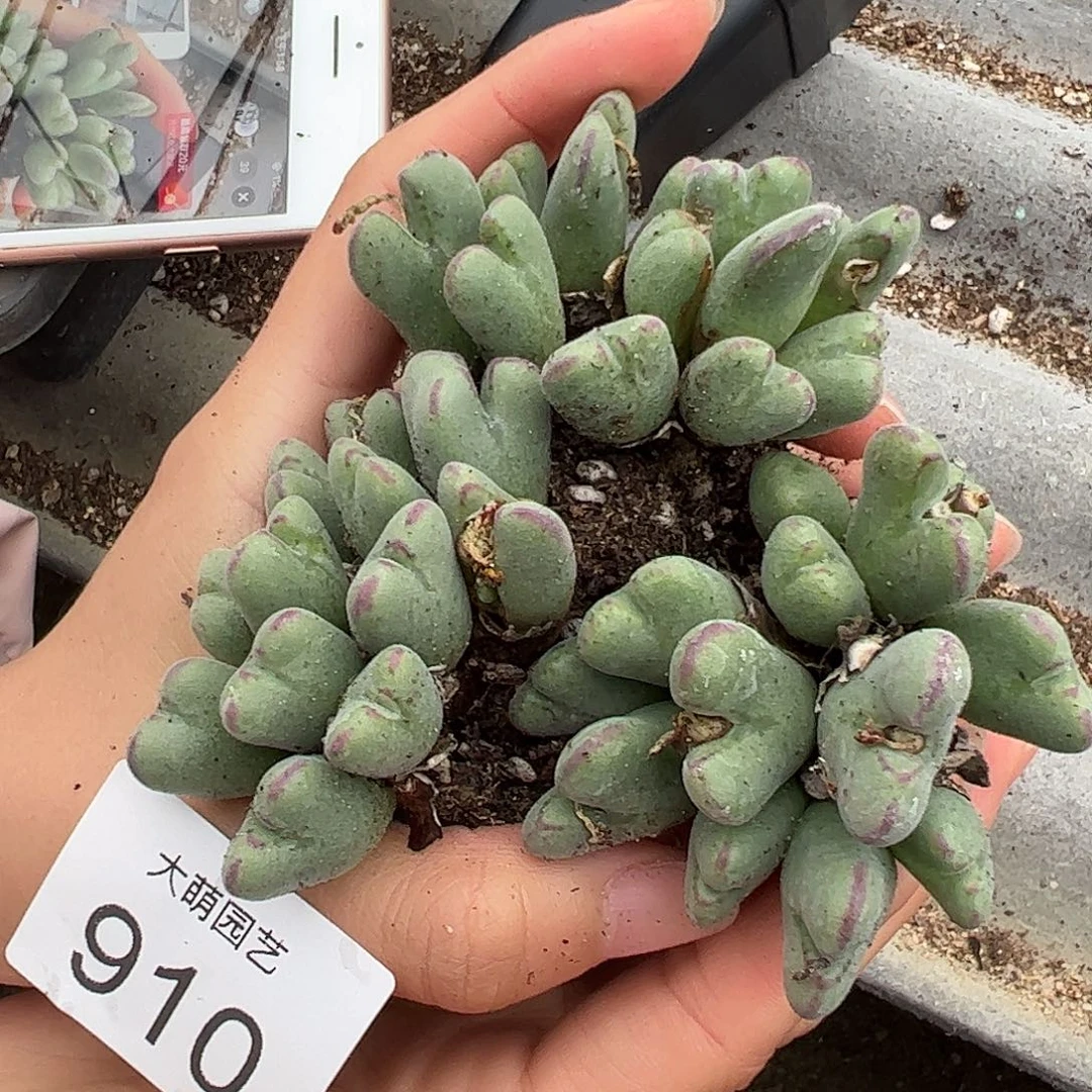 量怕以下1群大形体沙文丽亚910