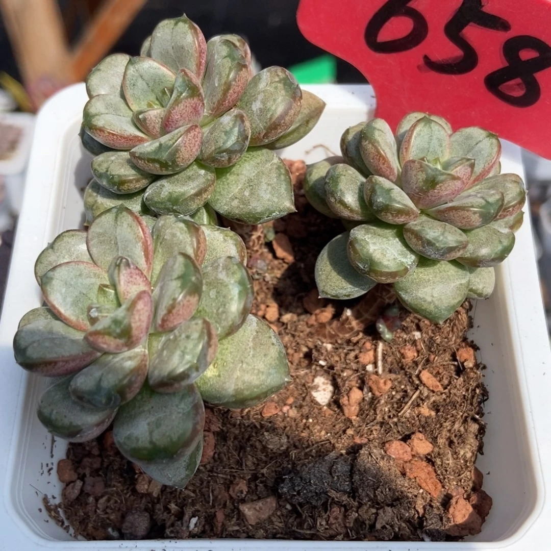 658葡萄多肉植物诺肉
