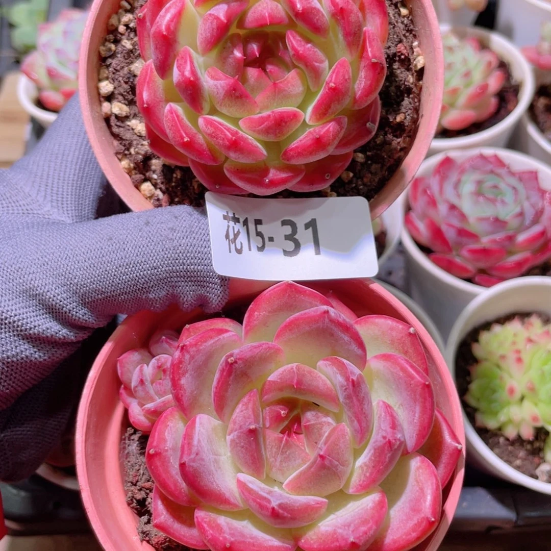 花利美15-31新品2颗