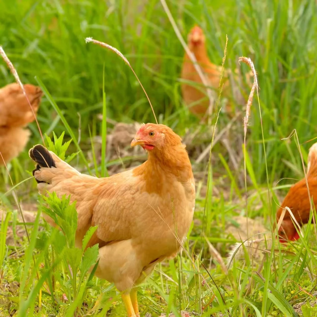 福源土鸡宠物鸡12只（活鸡发货）